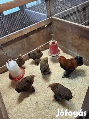 Törpe Brahma Fogoly