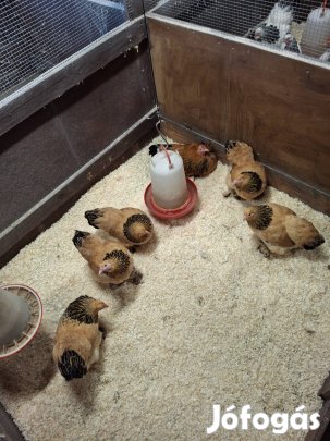 Törpe Brahma Sárga Fekete