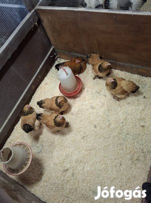 Törpe Brahma Sárga Fekete