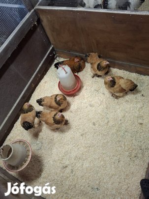 Törpe Brahma Sárga Fekete