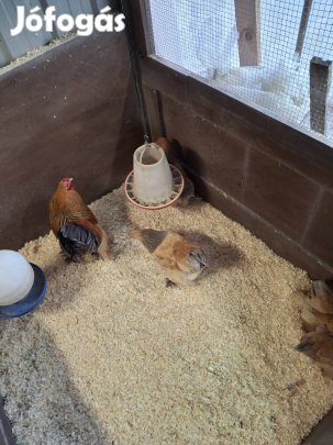 Törpe Brahma Sárga Kék