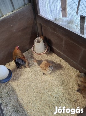 Törpe Brahma Sárga Kék