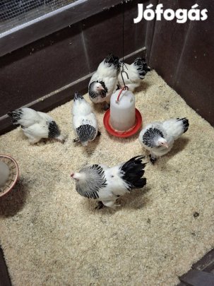 Törpe Brahma  Columbián