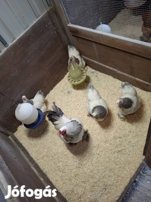 Törpe Bráma Fehér Kék