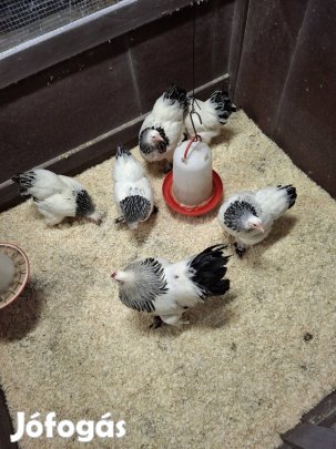 Törpe Btahma Columbian