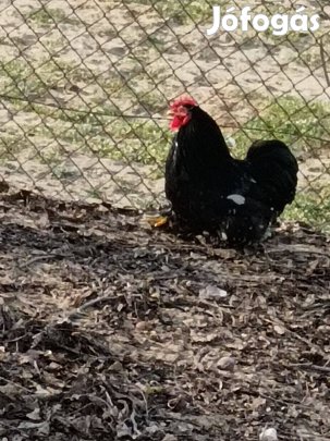 Törpe Cochin kakasok