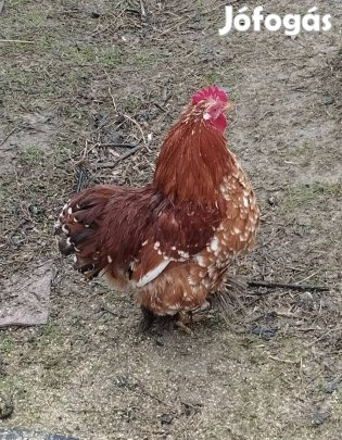 Törpe Cochin kakasok