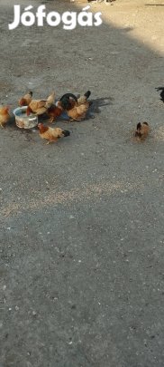 Törpe Japánok eladók