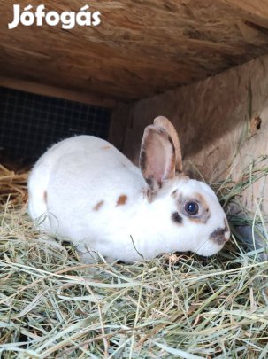 Törpe Klein Rex nyúl