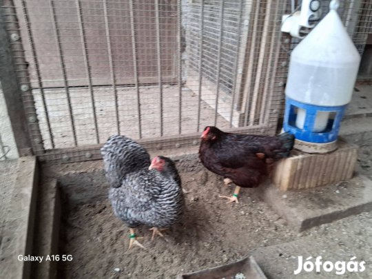 Törpe Rhode island család