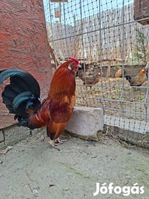 Törpe Szakállas Kakas