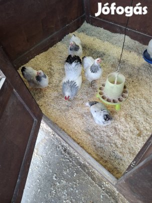 Törpe Wyandotten Columbián