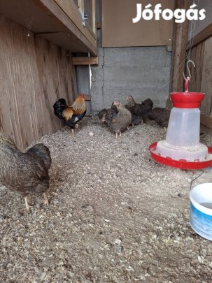 Törpe Wyandotten Narancs Fogoly