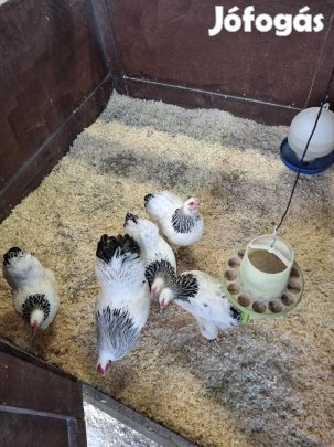 Törpe Wyandotten. Colubian