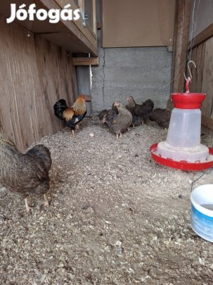 Törpe Wyandotten  Narancs Fogoly