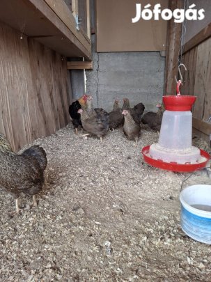 Törpe Wyandotten  Narancs Fogoly