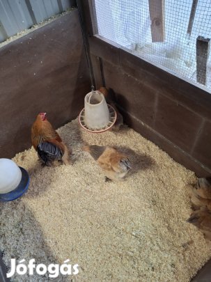 Törpe  Brahma Kék  Sárga