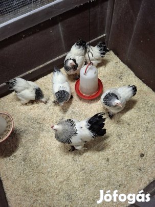 Törpe  Brahma  Columbian