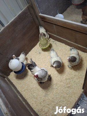 Törpe  Brahma  Kék Fehér