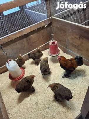 Törpe  Fogoly Brahama