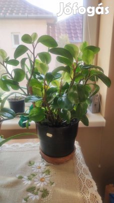 Törpe bors Fehérgyarmaton olcson eladó