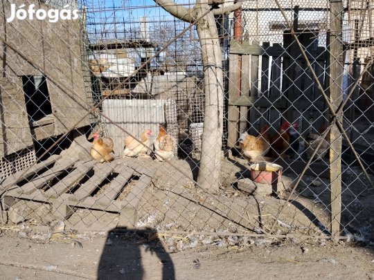 Törpe chochin tojás