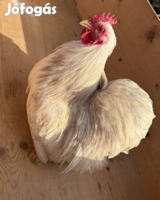 Törpe cochin , páduai kakas 