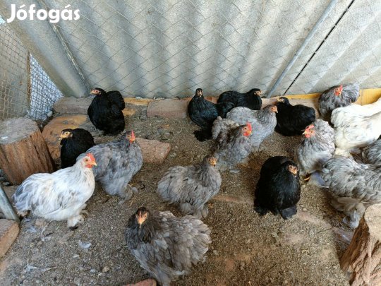 Törpe cochin, krédli