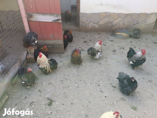 Törpe cochin eladó