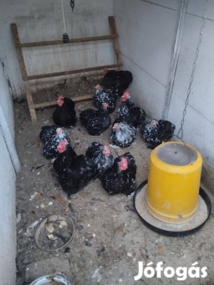 Törpe cochin kakasok eladók