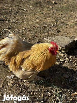 Törpe cocin és páduai kakasok