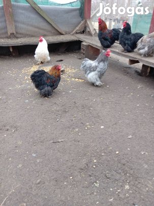 Törpe cohin fiatal kakasok máshol kukorékolnának! 