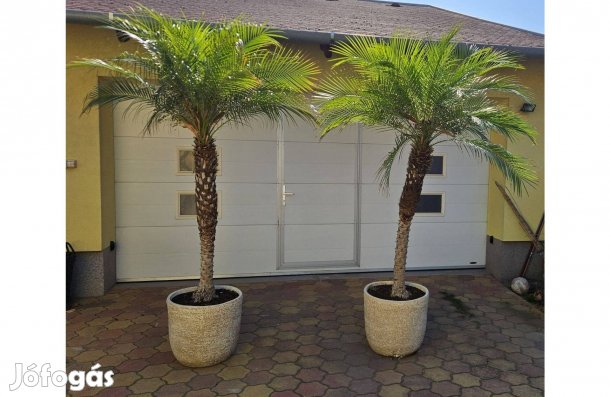 Törpe datolyapálma, pálma eladó