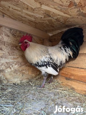 Törpe háztáji kakas