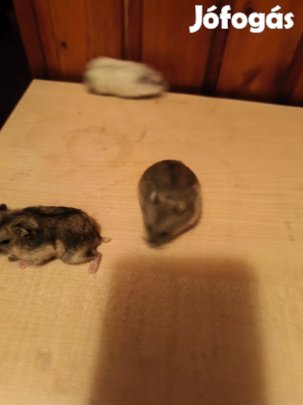 Törpe hörcsög eladó