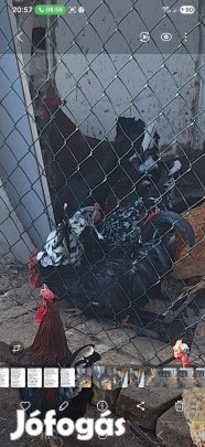 Törpe japán jérce kakas eladás