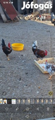 Törpe kakas jérce keltethető tojás