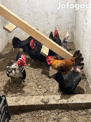 Törpe kakasok eladók