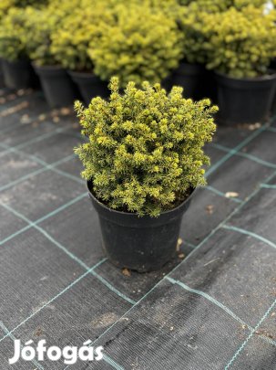 Törpe kanadai lucfenyő