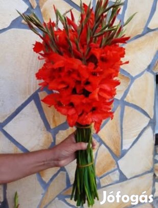 Törpe kardvirág hagyma eladó