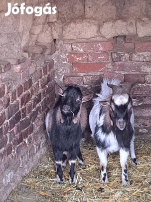 Törpe kecske (holland)