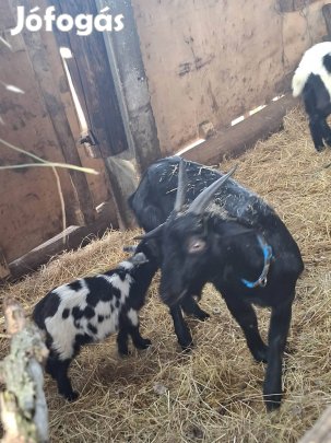 Törpe kecske család