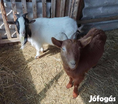Törpe kecske eladó