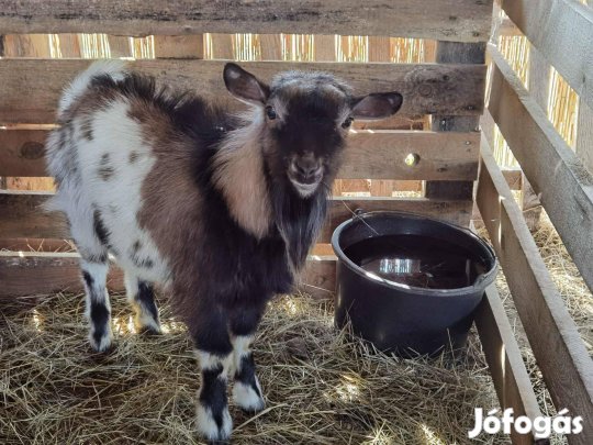 Törpe kecske eladó!