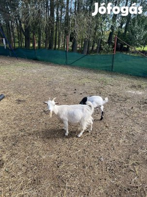 Törpe kecske,fajtiszta,gyerekekhez szokott,szelíd