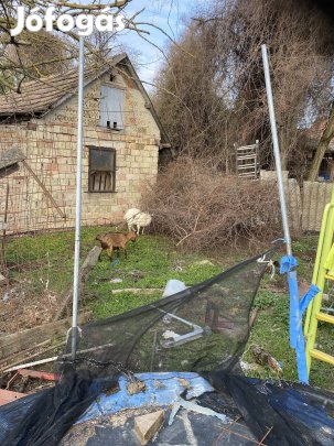 Törpe kecske kecskék eladók 