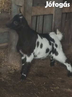 Törpe kecskék eladók 