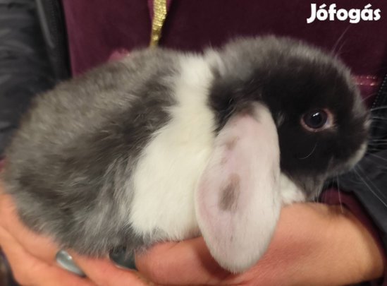 Törpe kosorrú kisnyulak 