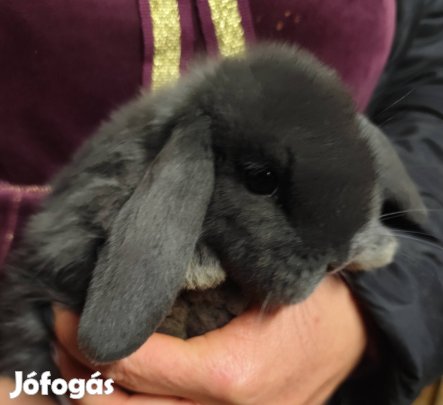 Törpe kosorrú kölyök nyuszik törpenyúl 