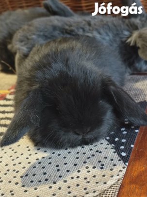 Törpe kosorrú,lógófülű nyuszi